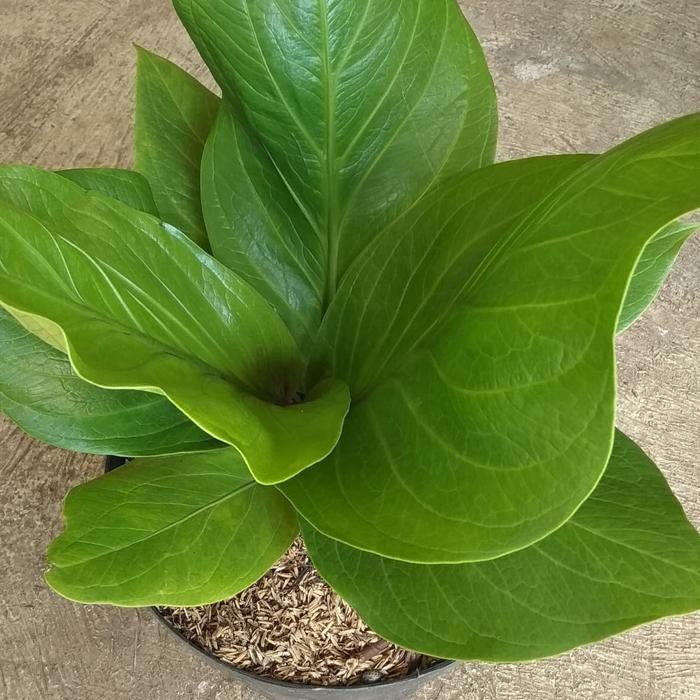 Terlaris tanaman anthurium jemani cobra/ anjamani kobra