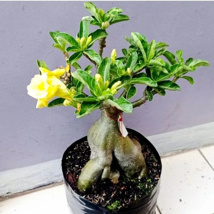 Terlaris tanaman kamboja tumpuk / kamboja jepang bunga tumpuk