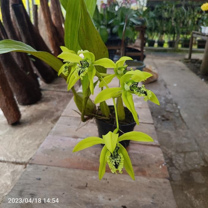 Terlaris coelogyne pandurata dewasa/anggrek hitam kalimantan.
