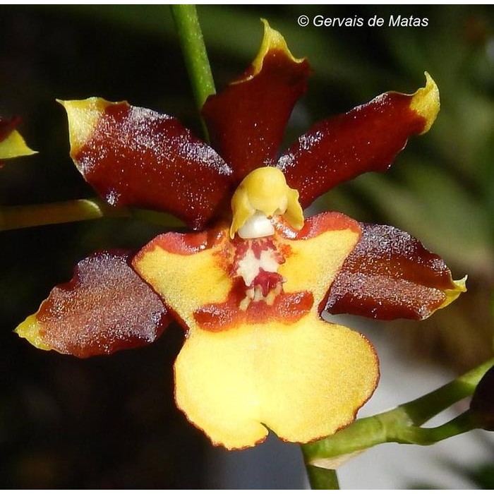 Terlaris ( SPIKE / BERBUNGA ) Oncidium Green Valley Honey 'Sweet Lady'