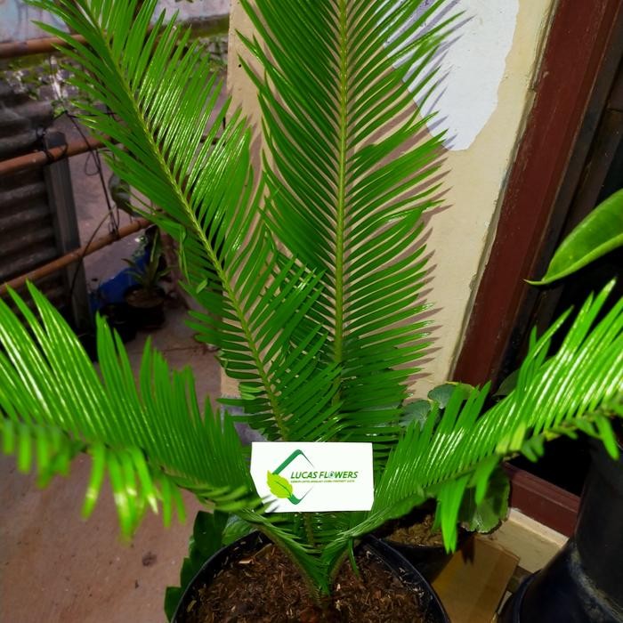 Terlaris tanaman hias palem sikas+pot