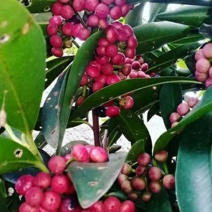 Terlaris Pohon buah buni rujak/ huni tinggi 1meter