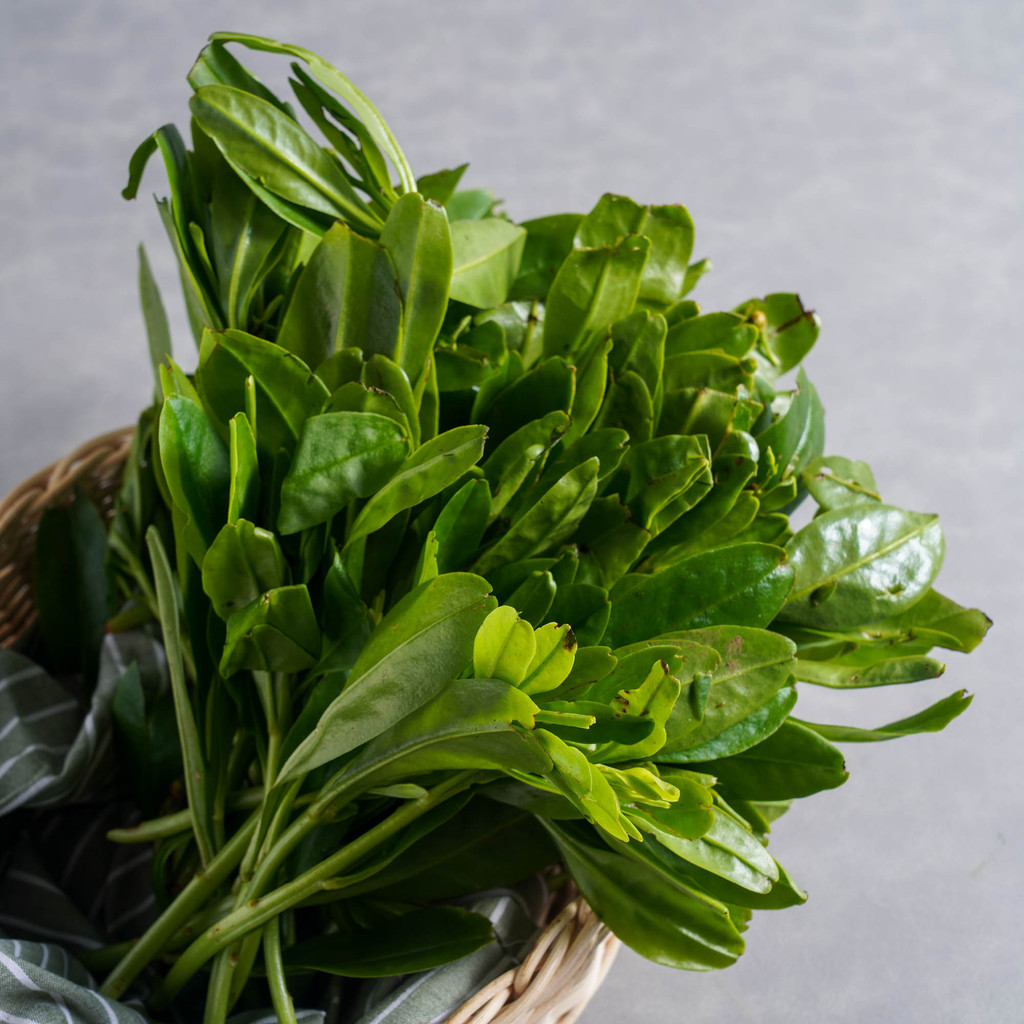 

Daun Ginseng Konvensional 250 gram