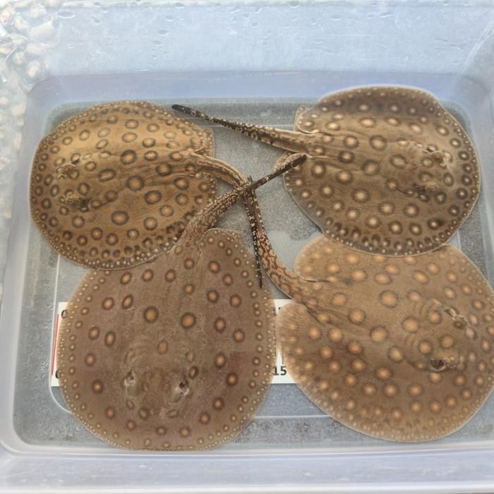 Amour Petshop Ikan Pari Air Tawar Motoro