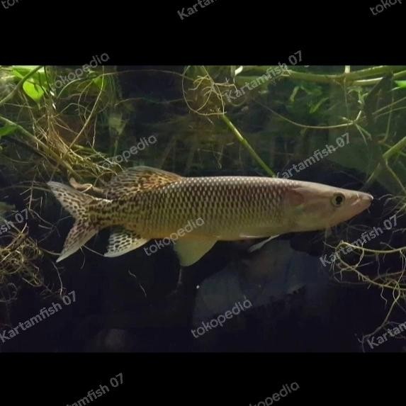 Pawfect Grooming Odoe Pike