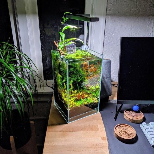 Pawfect Grooming Nano Glass Paludarium Terrarium Wabikusa Aquascape Tank Aquarium Kaca