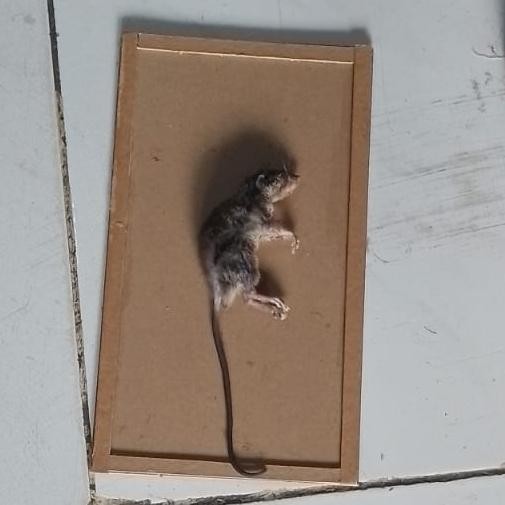 

BEST PRODUK ALAS KARTON LIS UNTUK PERANGKAP LEM TIKUS ATAU TEMPAT UMPAN