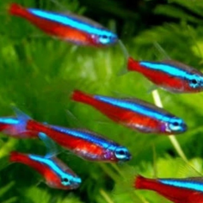 (Expert) Ikan Hias Neon Cardinal Neon Tetra Cardinal Aquascape Air Tawar Asli