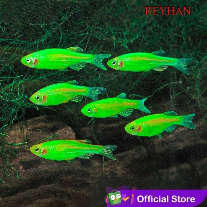 (Expert) Apple Green Danio Tetra Zebra / Hijau Apel Danio / Ikan Hias Aquascape