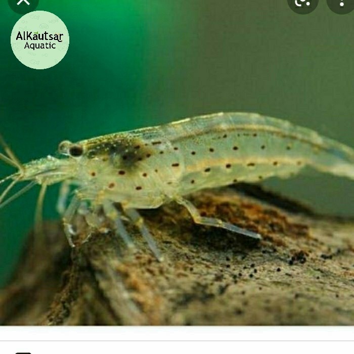 (Expert) Udang Hias Amano Sulawesi/Sule