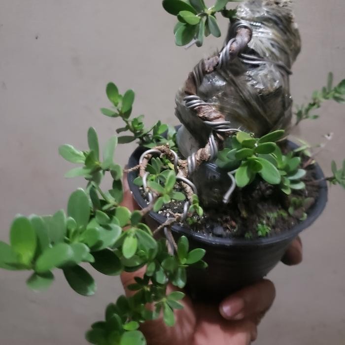PREMIUM Bonsai mame santigi karang program on the rock.