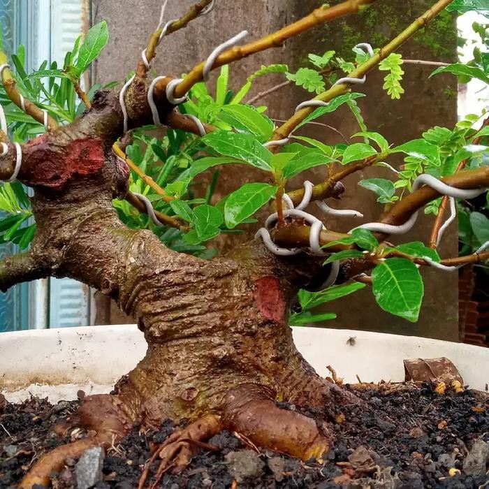 PREMIUM Bonsai Loa Mame