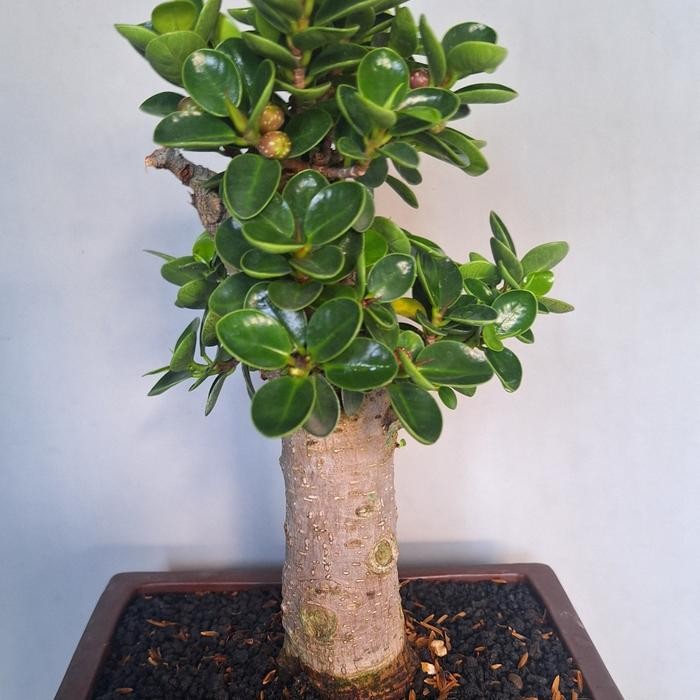 PREMIUM Bonsai Mame Beringin Mangkok