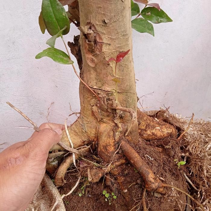 PREMIUM bonsai dewandaru/sianto/bidara