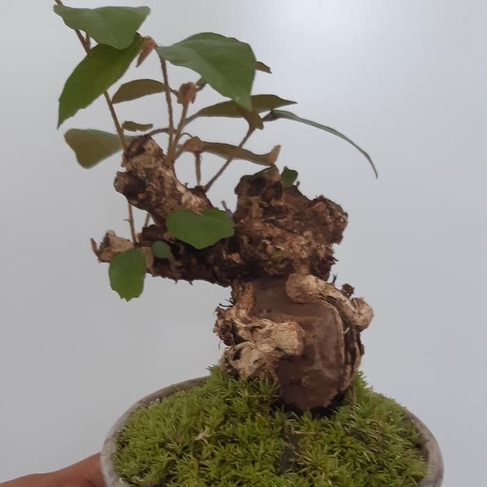 PREMIUM Bonsai Shito Walikukun bogel + Pot Keramik