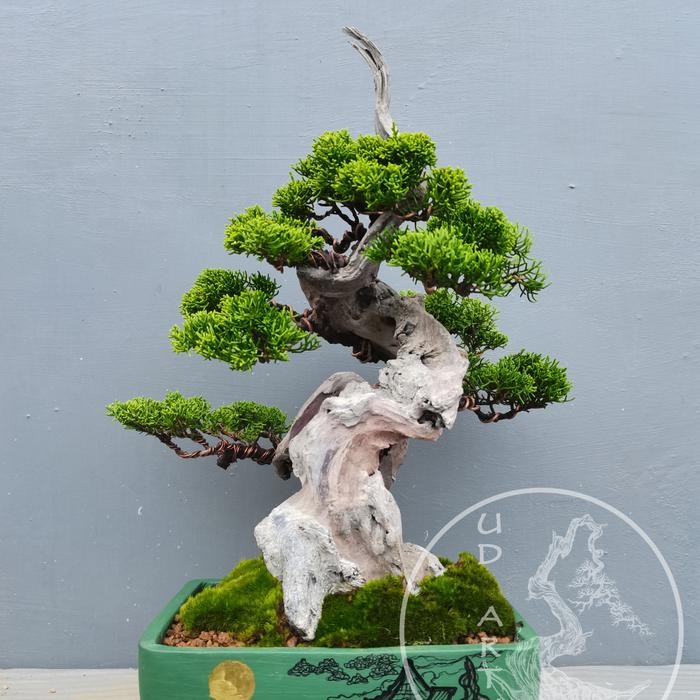 PREMIUM Bonsai Tanuki Cemara Sargenti SCS. 1