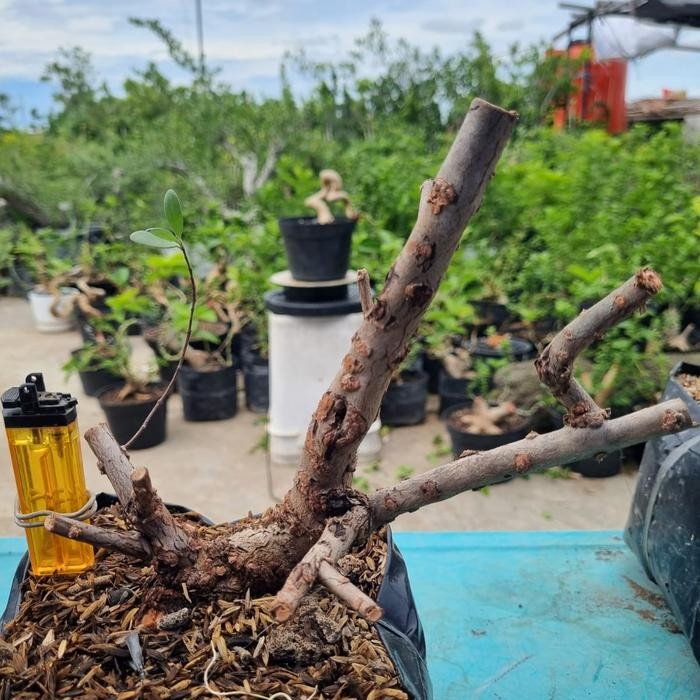PREMIUM Bonsai Santigi Karang Dongkelan