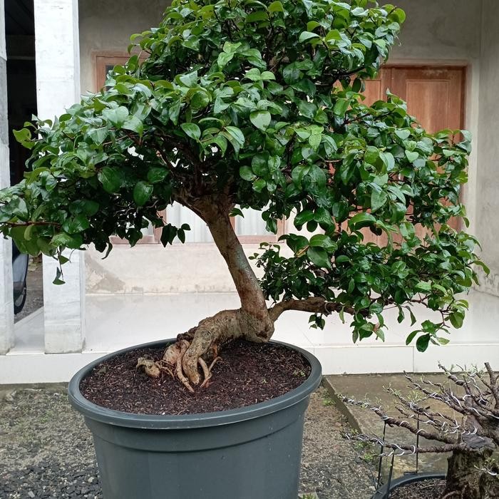 PREMIUM Bonsai dewandaru / sianto 003