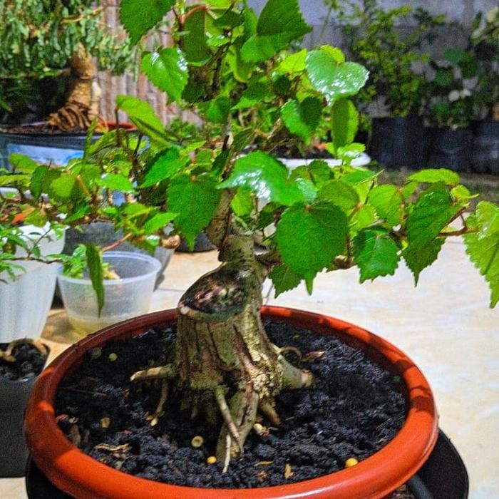 PREMIUM Bonsai Waru Taiwan size mame KA017