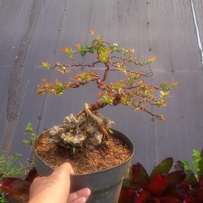 PREMIUM bonsai dewandaru micro jadi tinggal pajang