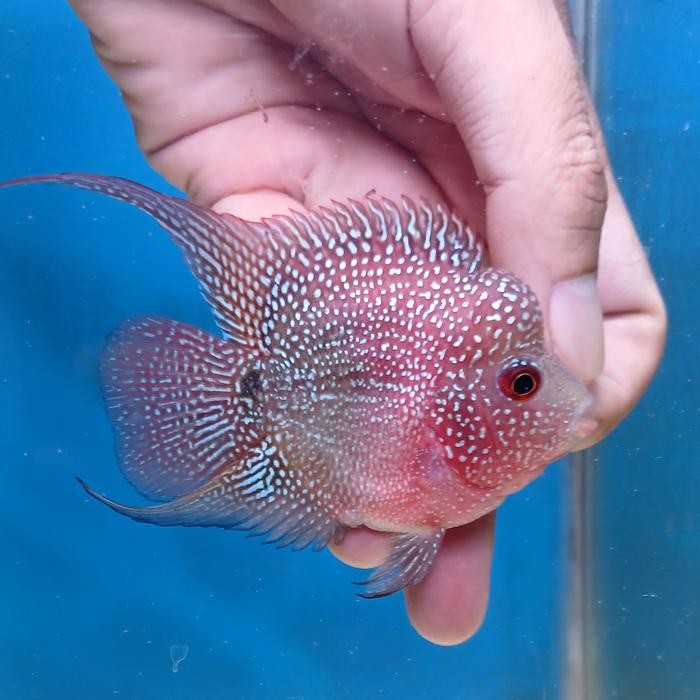 PREMIUM Ikan Louhan, Lohan Bonsai Coin Foto Asli