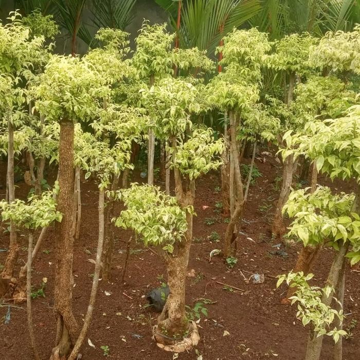 PREMIUM Bonsai Anting putri / Pohon anting putri Tanaman bonsai kuning