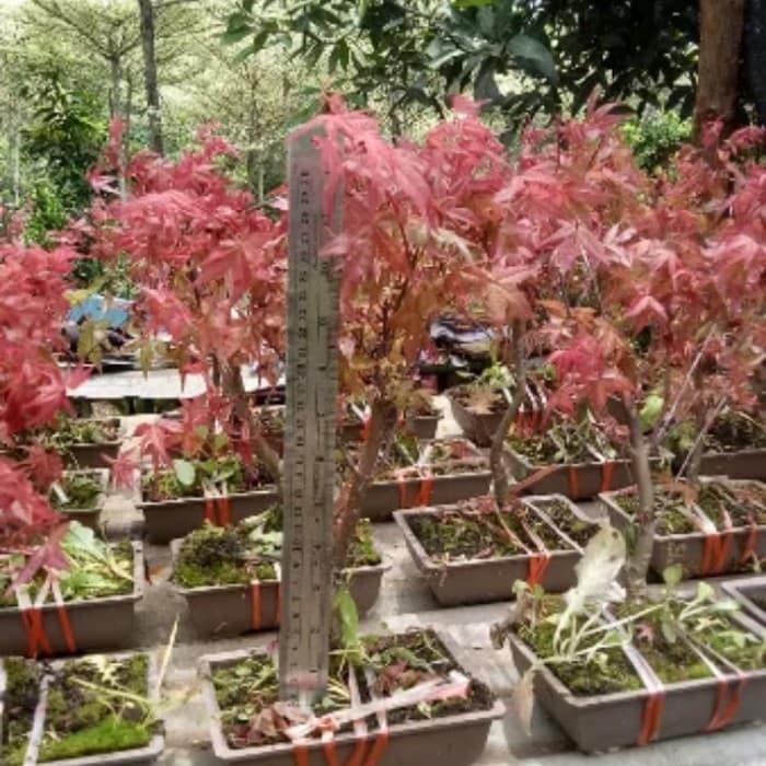 PREMIUM tanaman hias japanese red maple - tanaman bonsai japanese red maple