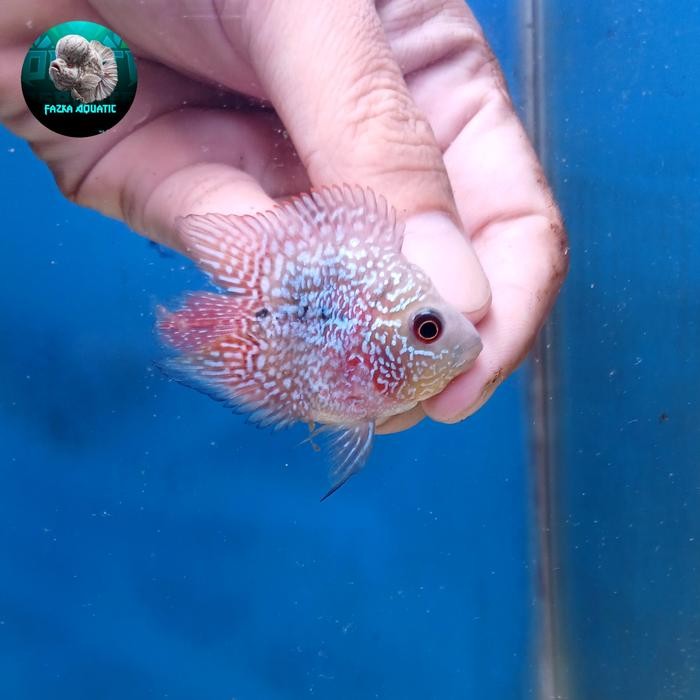 PREMIUM Ikan Louhan, Lohan Bonsai Coin Progres Real Pict