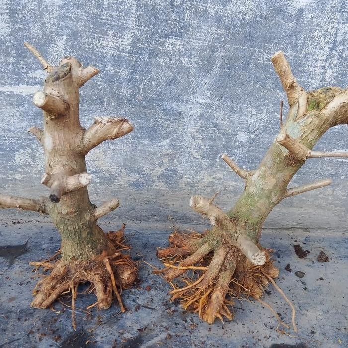 PREMIUM bahan bonsai dongkelan sancang prospek