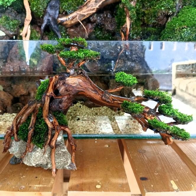 PREMIUM bonsai aquascape + moss weeping