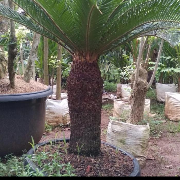 PREMIUM pohon palem sikas bonsai batang besar