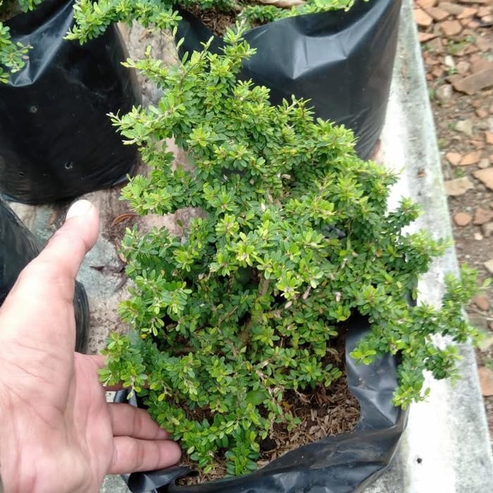 PREMIUM Bahan Bonsai Saeng Simbur Mikro Thailand Indukan