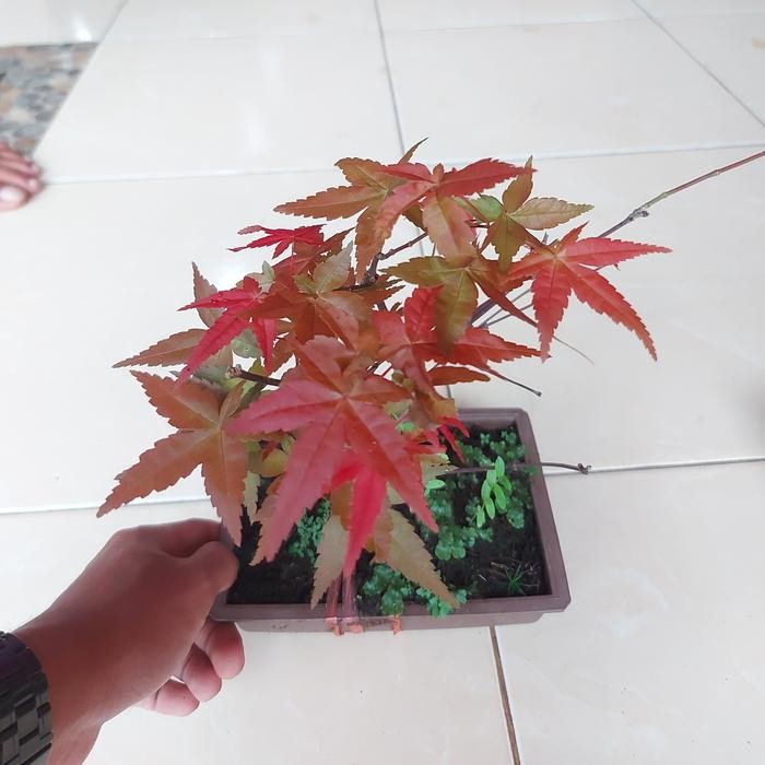 PREMIUM Tanaman Hias Japanese Red Maple - Bonsai Red Maple