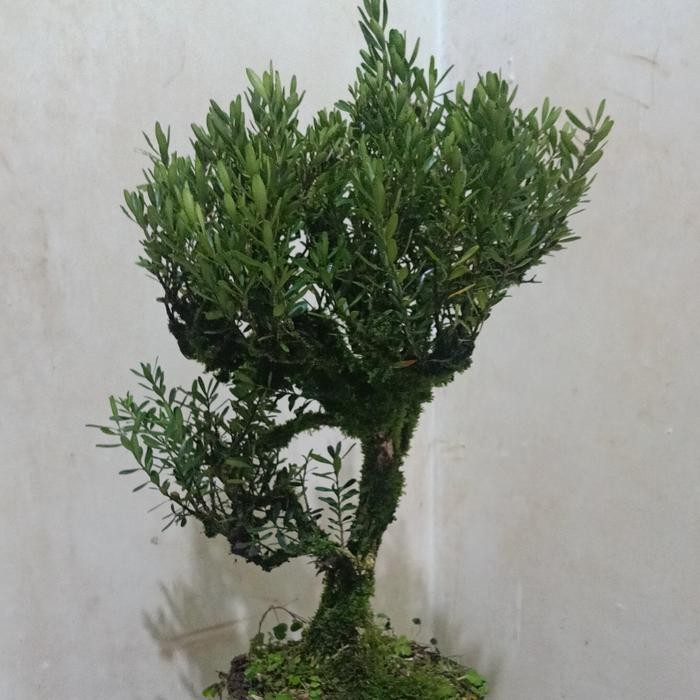 PREMIUM bonsai boxus batang besar