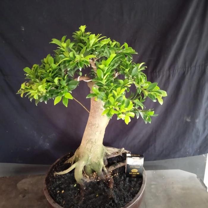 PREMIUM beringin elegan banan bonsai stengah jadi..