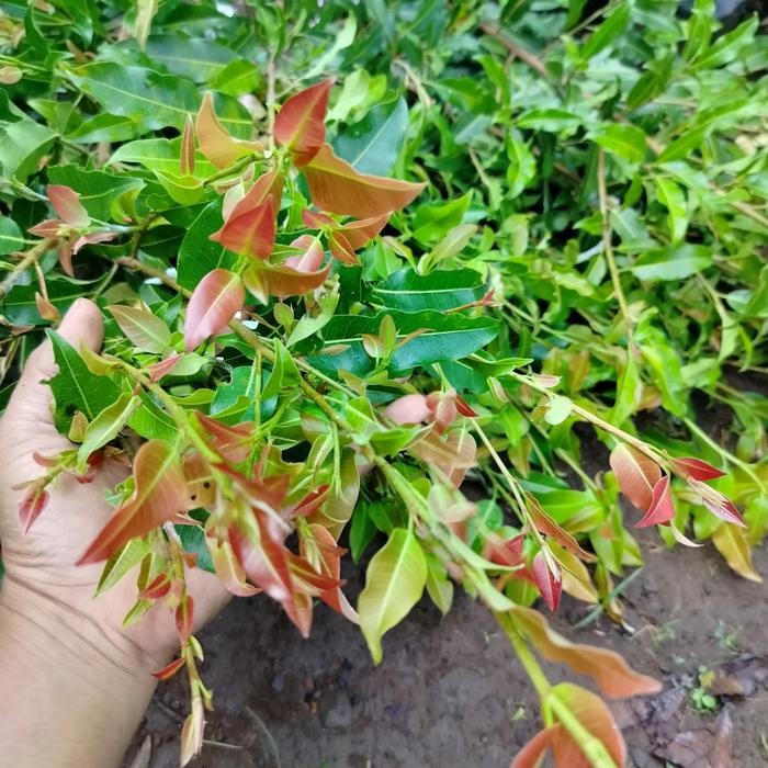 PREMIUM Tanaman Bahan Bonsai Ficus Concinna/Ficus Bunut micro pupus merah.