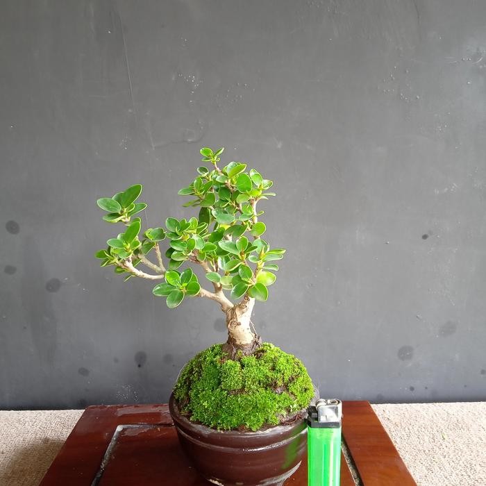 PREMIUM bonsai jadi beringin mangkok original