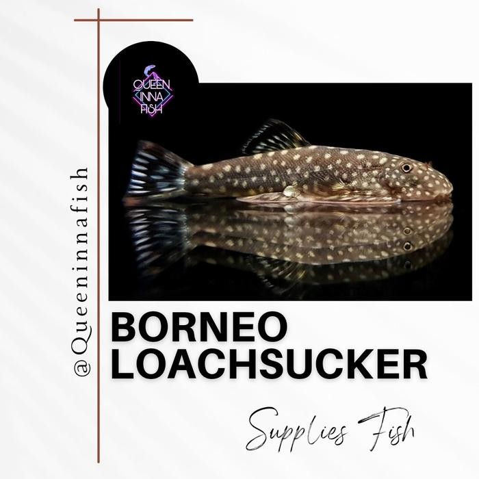 Pawretty- borneo sucker - borneo loach / ikan pembersih aquascape / ikan hias