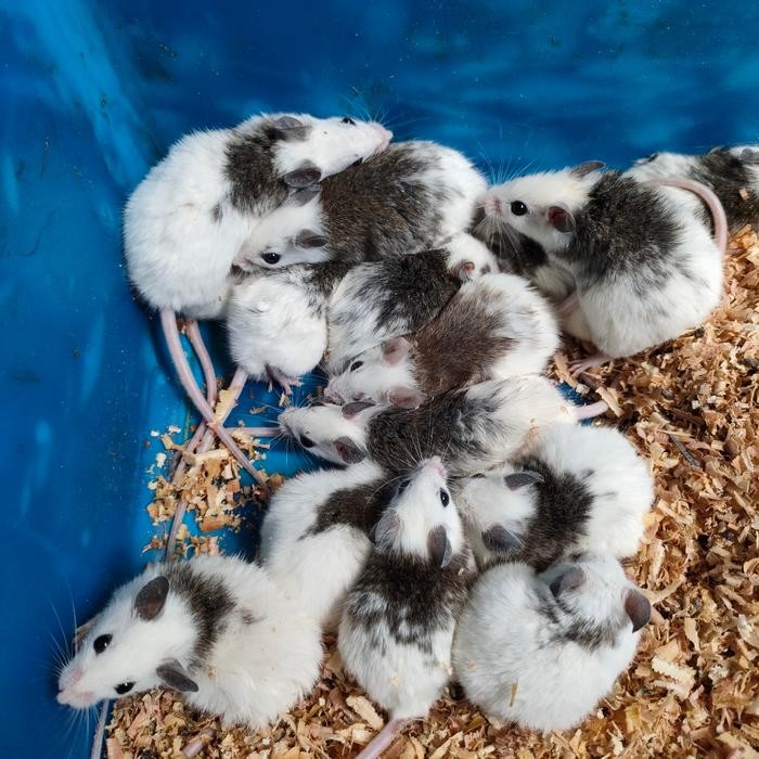 Pawretty- african soft fur small