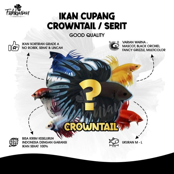 Pawretty- Ikan Cupang Crowntail Serit CT (GOOD QUALITY)