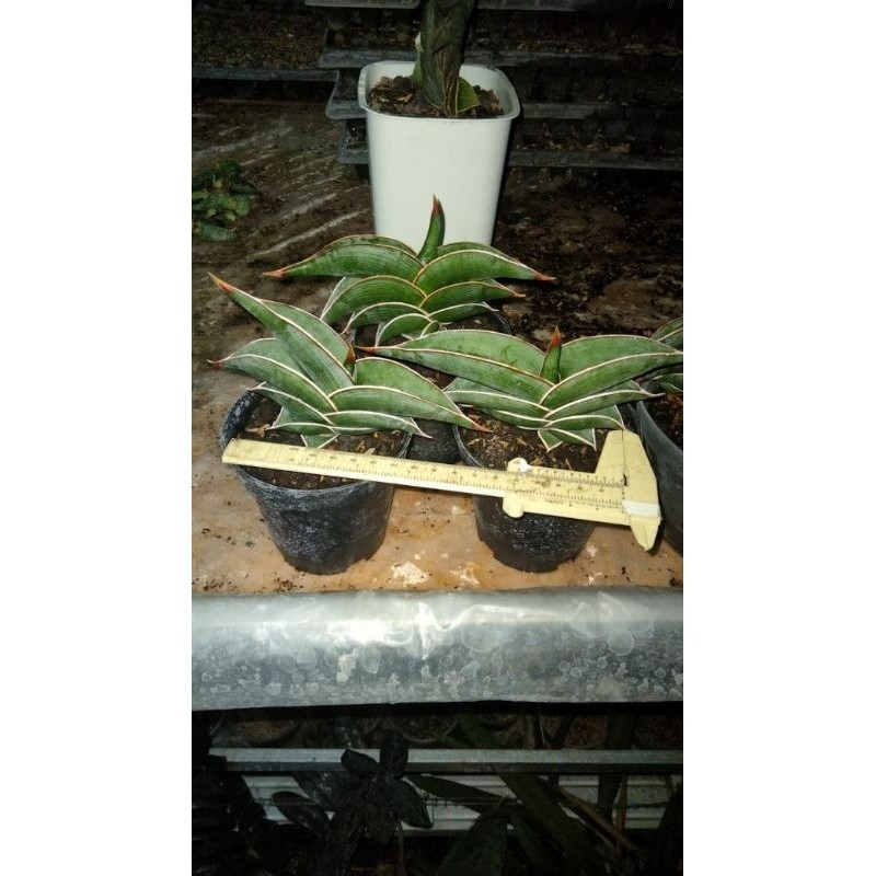 Sansevieria Rorida