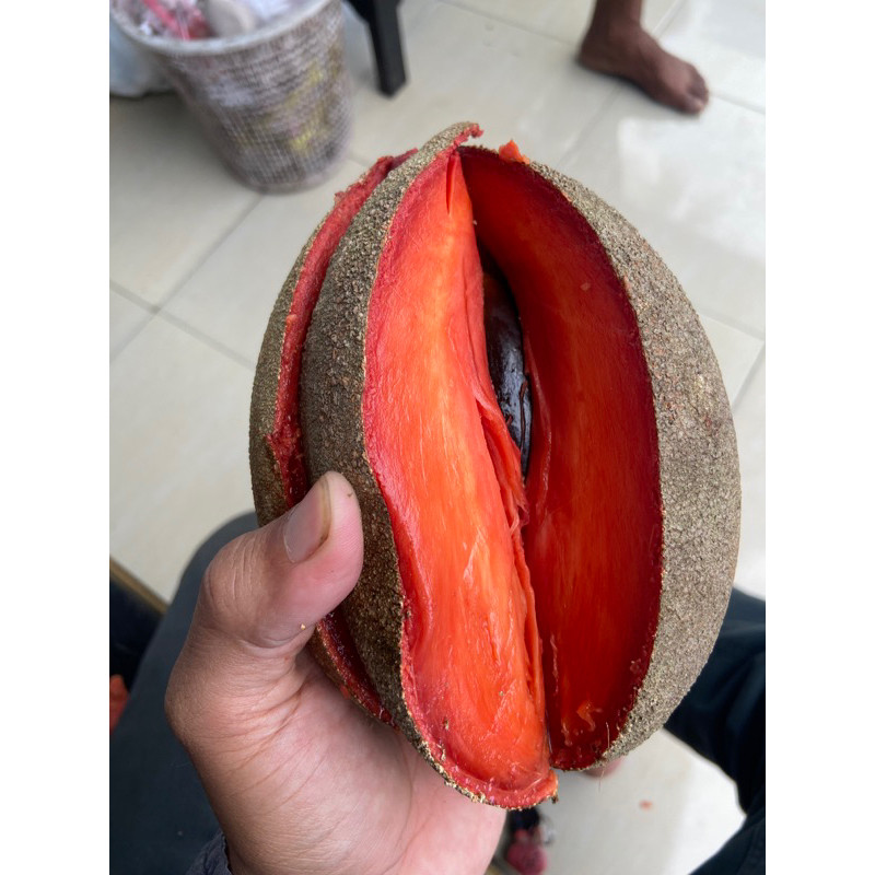 Buah Mamey Sapote Lorito