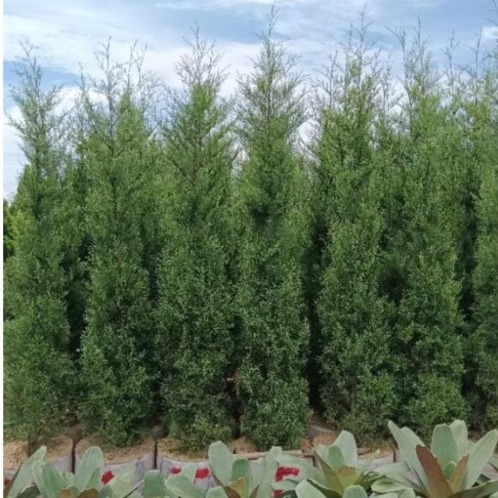 Cemara Wangi Rimbun - Tanaman Cemara Wangi