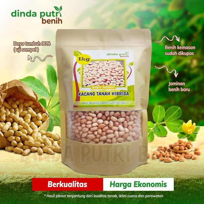 Benih kacang tanah 1 kg super varietas gajah/bibit kacang tanah gajah