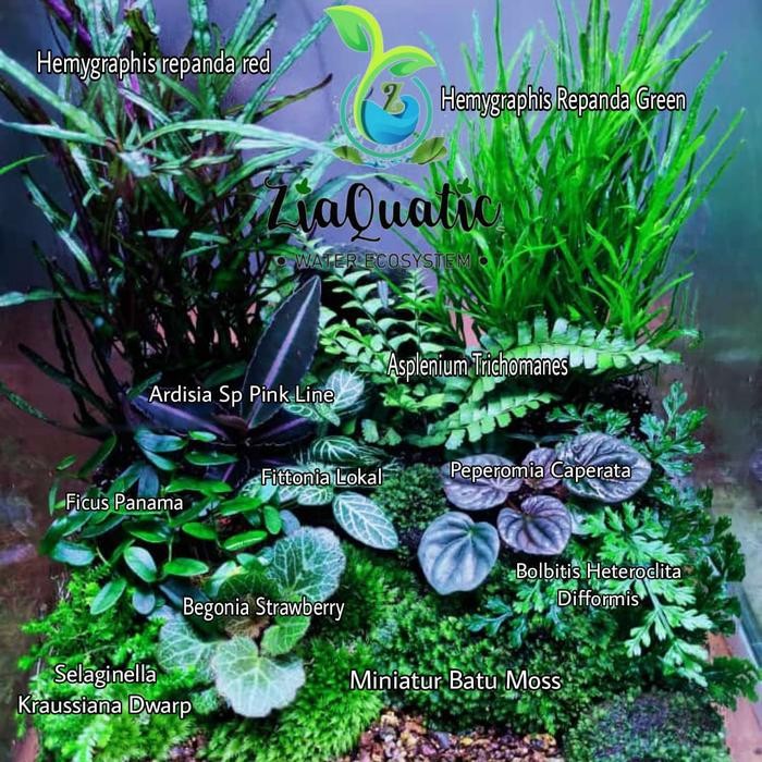 Paket Tanaman Terrarium Natural - Paludarium Indoorplant
