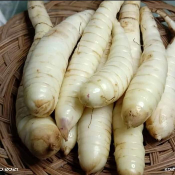 

Terbaru!! Tepung Sagu Pathi Garut/Angkrik/Obat Asam Lambung/Maagh Alami@1Kg Cod