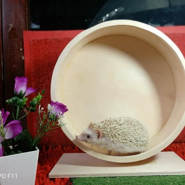 PREMIUM Rolling wheel landak mini diameter 30cm / mainan landak mini / hamster