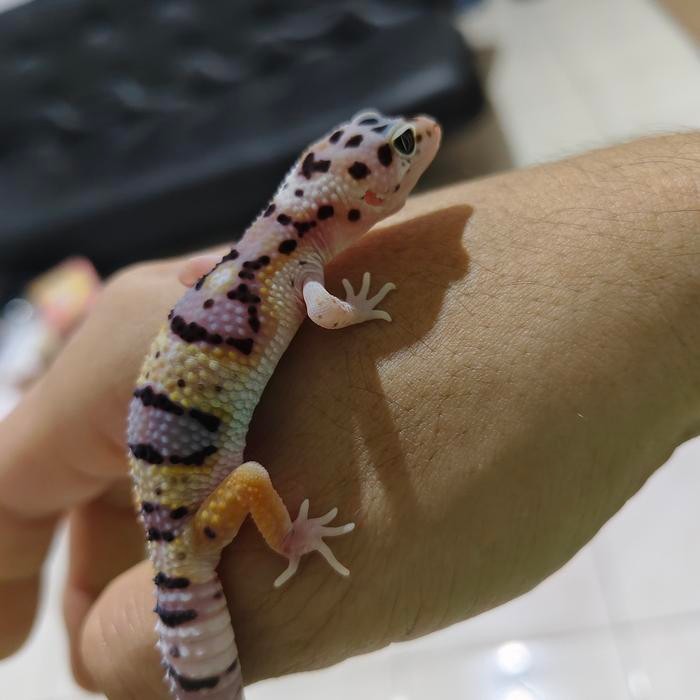 PREMIUM mainan gecko tremper tangerine eclipse