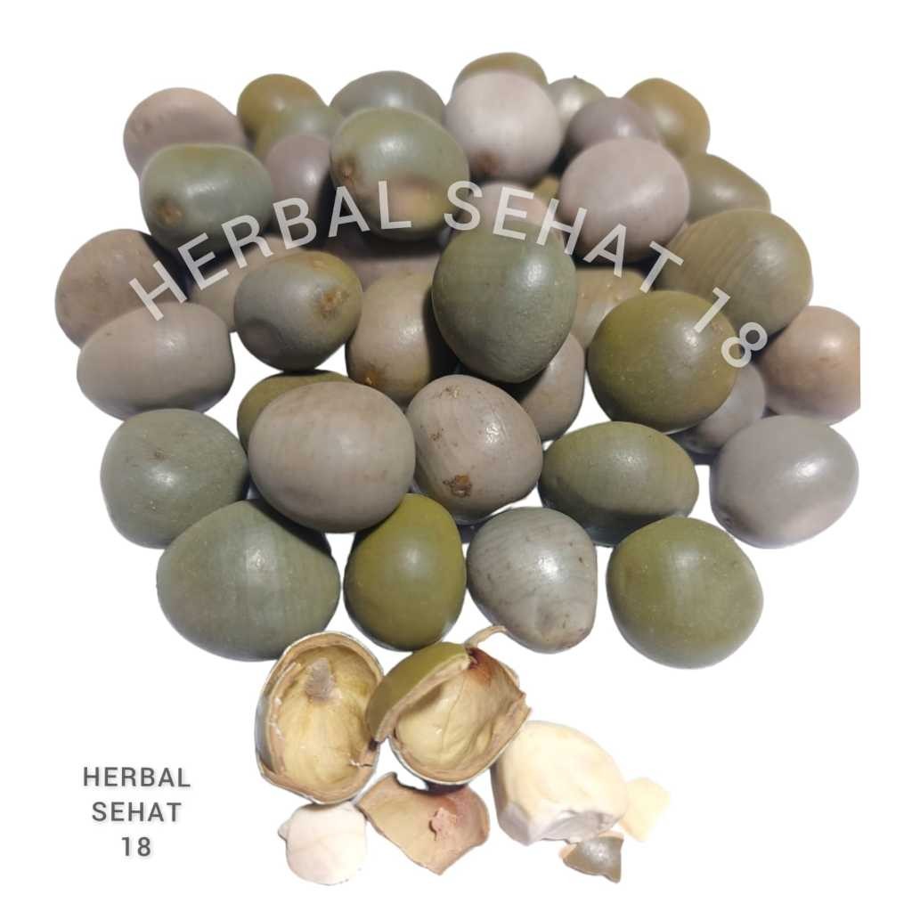 

Biji Gorek - Buah Kebiul - Kalaloyang - Biji Paring Batung