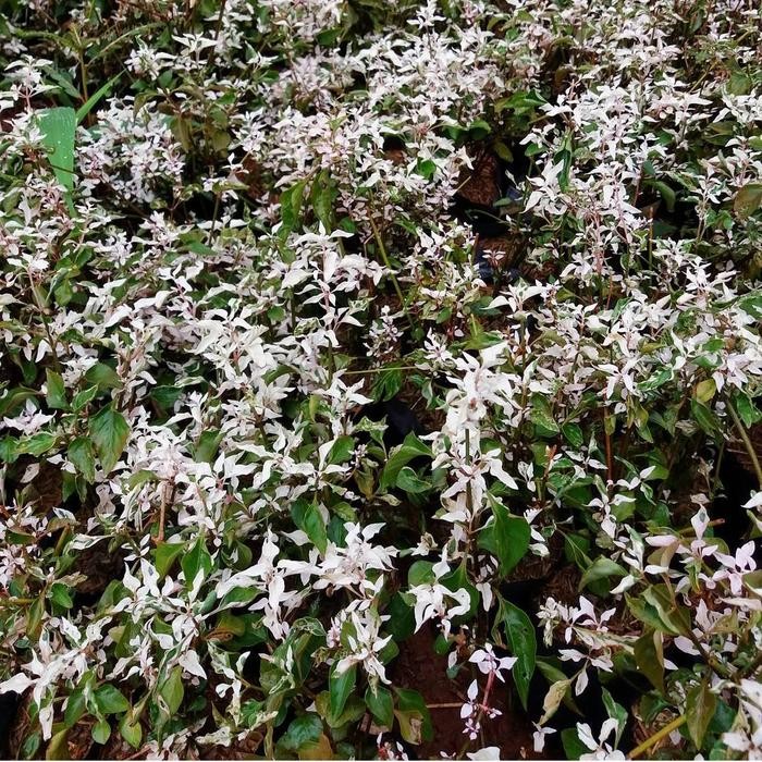 JTTOP" TANAMAN HIAS POHON KROKOT SALJU PUTIH - POHON KEROKOT SALJU